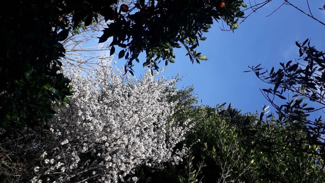 Carrubo - Giardino in città Aeroporto di Catania Fontana Rossa Esterno foto