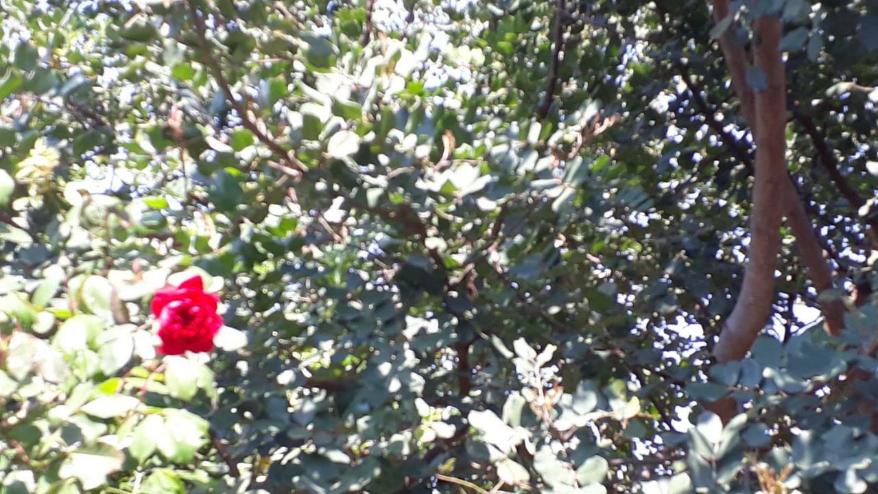 Carrubo - Giardino in città Aeroporto di Catania Fontana Rossa Esterno foto