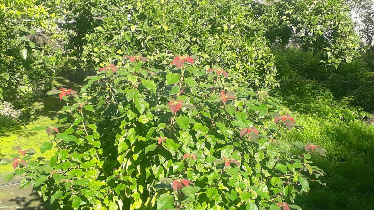 Carrubo - Giardino in città Aeroporto di Catania Fontana Rossa Esterno foto